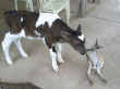 Ollie the calf saying hello to Ren� the roo.
