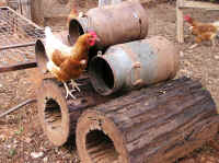 Helen Wells - Chicken on log.JPG (1231340 bytes)
